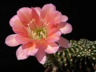 Thumbnail of 1106_Echinopsis Hybride rosa_20170721(1).JPG